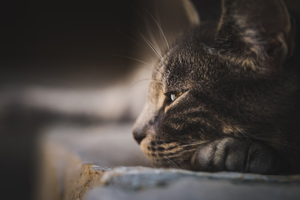 Understanding the Temperament of Indoor vs. Outdoor Cats